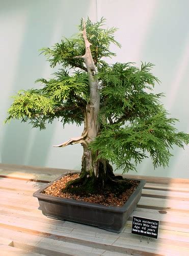 eastern white cedar bonsai.